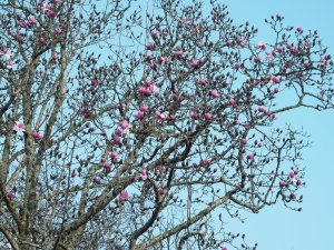 Magnolia ‘Caerhays Belle’