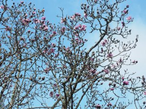 Outside the backyard today