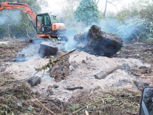 giant fir at Donkey Show has burnt up
