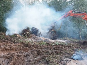 giant fir at Donkey Show has burnt up