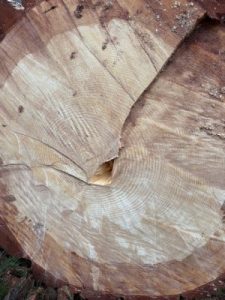 the Donkey Shoe felling