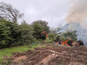Clearing a laurel hedge