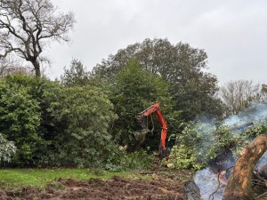 Clearing a laurel hedge