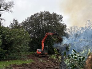 Clearing a laurel hedge