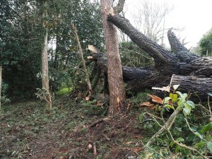 The start of clearing up the huge pine beyond George’s Hut