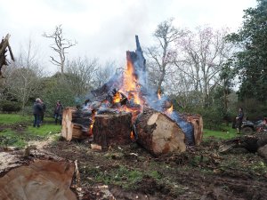 The start of clearing up the huge pine beyond George’s Hut