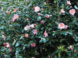 Camellia x williamsii ‘Mary Jobson’