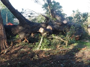 The end of Magnolia ‘Kay Parris’