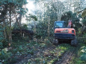 the fir has burnt up well