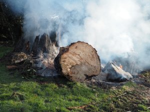 the fir has burnt up well