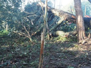 the fir has burnt up well