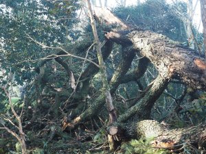 the fir has burnt up well