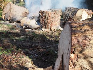 The roots are burning well