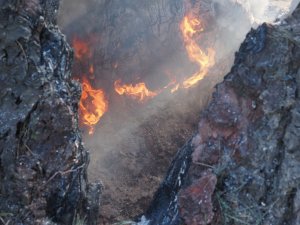 The roots are burning well