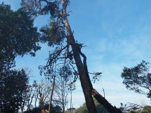 leaning Scots Pine
