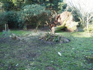 The end of Acer saccharinum