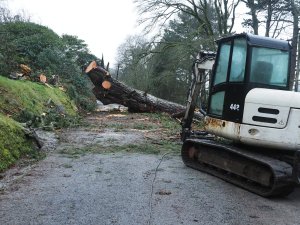 The fir by the Hovel