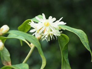 Illicium macranthum (BSWJ11809)