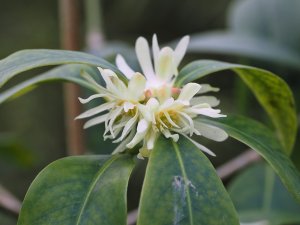 Illicium macranthum (BSWJ11809)