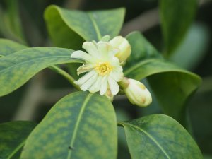 Illicium macranthum (BSWJ11809)