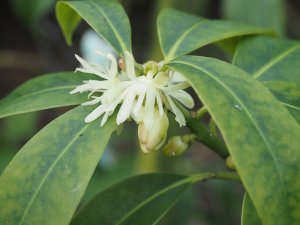 Illicium macranthum (BSWJ11809)