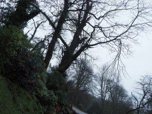 Jaimie thinks this (lower) sweet chestnut needs to come down