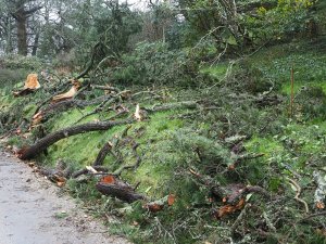 Last autumn’s new planting smashed to smithereens