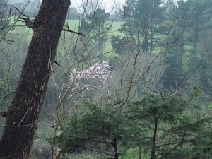 Magnolias in Giddle Orchard
