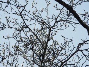 Magnolia sprengeri var. elongata