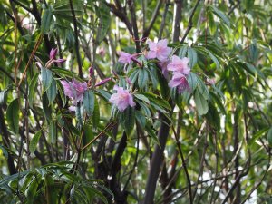 Rhododendron moulmainense