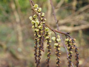 Stachyurus lancifolius