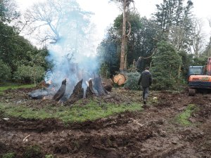 The clear up of the big pine