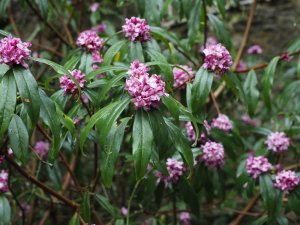 Daphne bholua ‘Mary Rose’