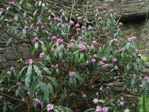 Daphne bholua ‘Mary Rose’