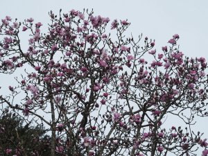 Outside the Back Yard