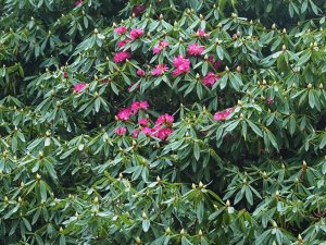 Rhododendron ‘Cornish Red’