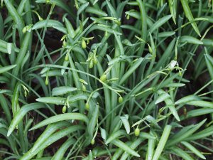 Snowdrops already over
