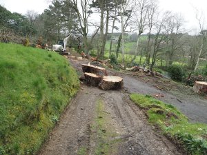 The trunk nearly gone at the Hovel