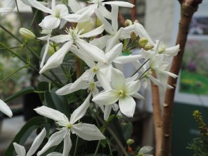 Clematis armandii ‘Snowdrift’