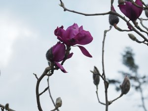 Magnolia ‘F. J. Williams’