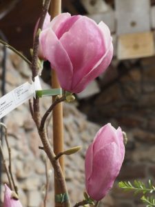 Magnolia ‘Todd’s Fortyniner’