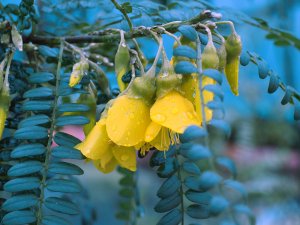Sophora microphylla ‘Sun King’