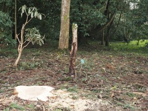 The stump of a Scots pine