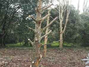 Umbellularia californica