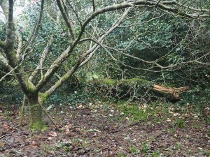 Another new oak branch below Slip Rail