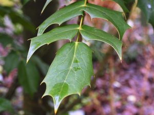 Mahonia bealei