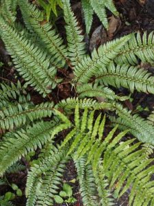 Polystichum neolobatum