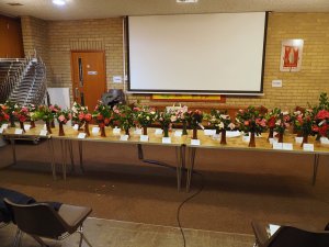 The 32 varieties of x williamsii camellias set up for the lecture