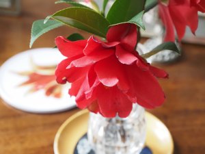 Camellia x williamsii ‘Freedom Belle’