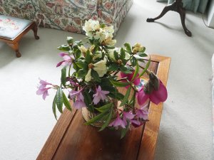 cut flowers